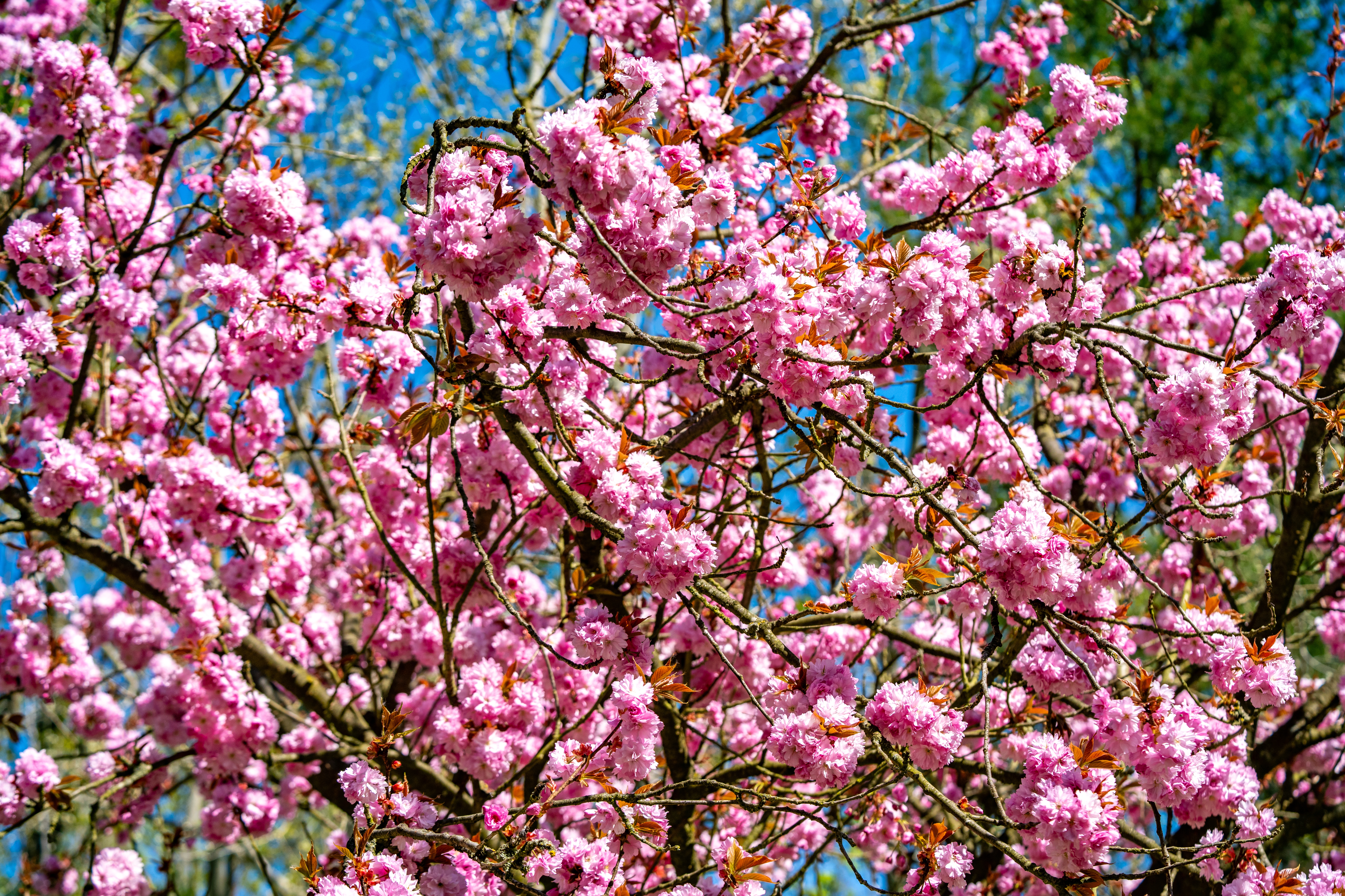 Frühling und Natur